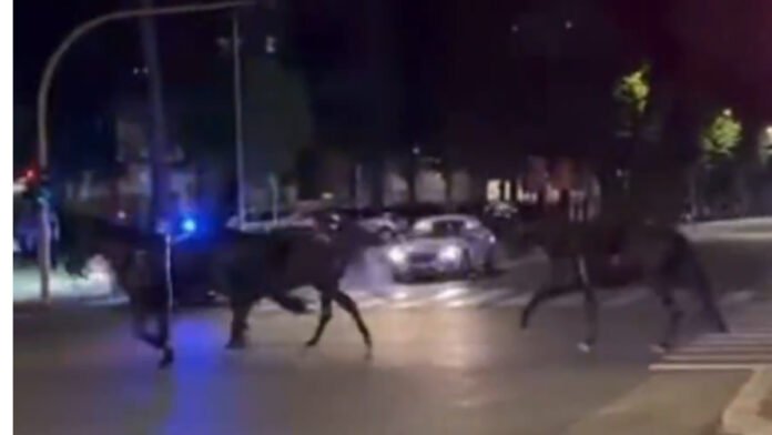 sllsl500.jpg Άλογα στη Ρώμη τρέχουν πανικόβλητα σε κεντρική λεωφόρο μετά από βεγγαλικά — τραυματίες και ζημιές